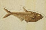 Green River Fossil Fish Display with Mioplosus - Wall Mount #280229-3